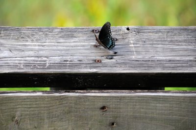 Red Spotted Purple Butterfly - Limenitis arthemis astyanax