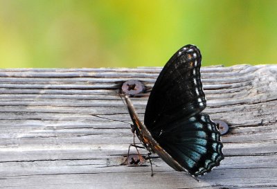 Red Spotted Purple Butterfly - Limenitis arthemis astyanax