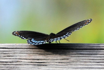 Red Spotted Purple Butterfly - Limenitis arthemis astyanax