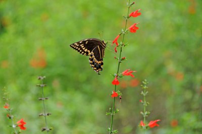 Palamedes Swallowtail Butterfly - Papilio palamedes