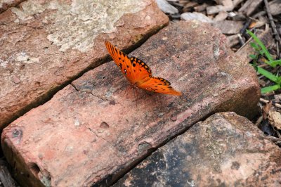 Gulf Fritillary Butterfly - Agraulis vanillae