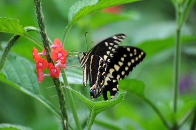 Palamedes Swallowtail Butterfly - Papilio palamedes