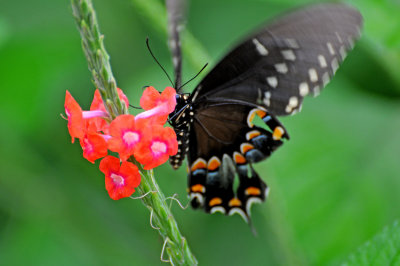 Palamedes Swallowtail Butterfly - Papilio palamedes