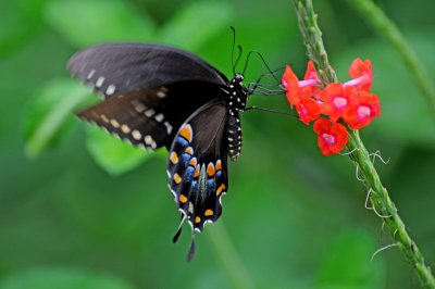 Palamedes Swallowtail Butterfly - Papilio palamedes