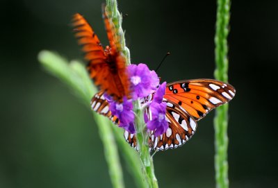 Gulf Fritillary Butterfly - Agraulis vanillae