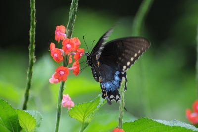 Possibly Spicebush Swallowtail Butterfly - Papilio troilus