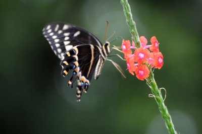 Palamedes Swallowtail Butterfly - Papilio palamedes