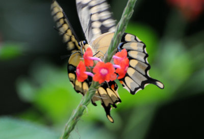 Giant Swallowtail Butterfly - Papilio cresphontes