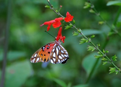 Gulf Fritillary Butterfly - Agraulis vanillae