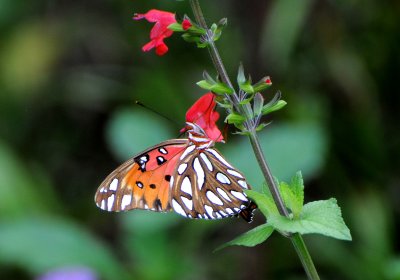 Gulf Fritillary Butterfly - Agraulis vanillae