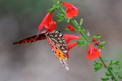 Gulf Fritillary Butterfly - Agraulis vanillae