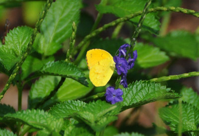 Pierid - Orange Barred Sulphur Butterfly or Phoebis philea