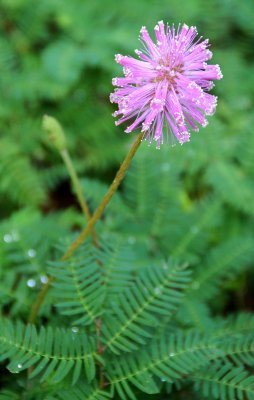 Unknown Plant