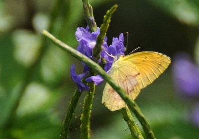 Pierid - Orange Barred Sulphur Butterfly or Phoebis philea