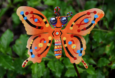 Miscellaneous Butterflies - Lepidoptera