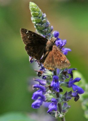 Skipper Butterflies - Hesperiidae