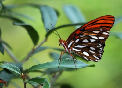 Gulf Fritillary Butterfly - Agraulis vanillae