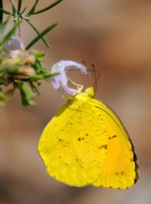 Orange Barred Sulphur Butterfly - Phoebis philea