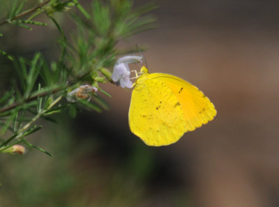 Pierid - Orange Barred Sulphur Butterfly or Phoebis philea