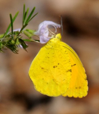 Pierid - Orange Barred Sulphur Butterfly or Phoebis philea