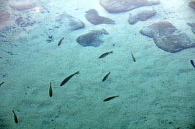 Rainbow River Fish