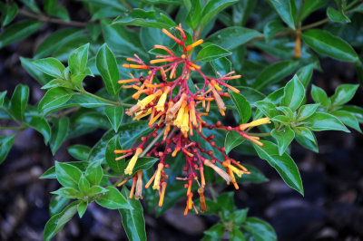 Firebush Blossoms