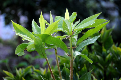 Unknown Plant