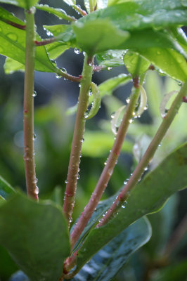 Unknown Plant