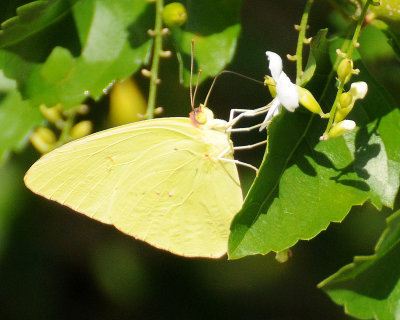 White & Sulphur Butterflies - Coliadninae