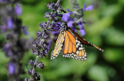 Monarch Butterfly - Danaus plexippus