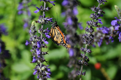 Monarch Butterfly - Danaus plexippus