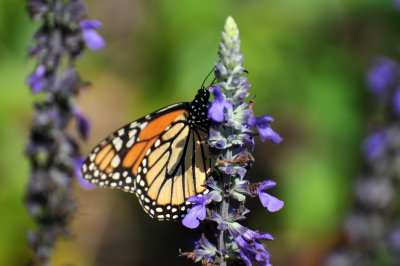 Monarch Butterfly - Danaus plexippus