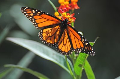 Monarch Butterfly - Danaus plexippus