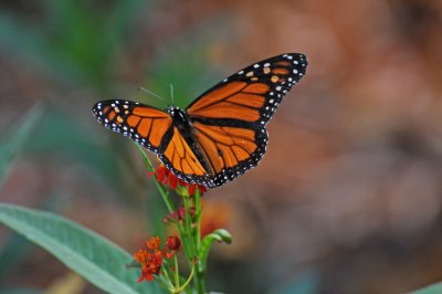 Monarch Butterfly - Danaus plexippus