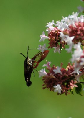 Humming Bird Butterfly/Moth