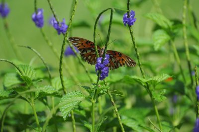 Gulf Fritillary Butterfly - Agraulis vanillae