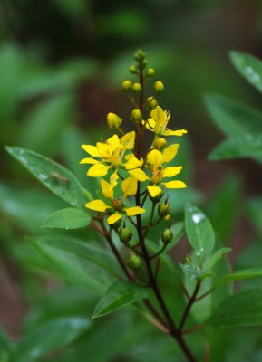 Unknown Plant