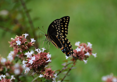 Palamedes Swallowtail Butterfly - Papilio palamedes