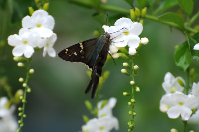 Skipper Butterflies - Hesperiidae
