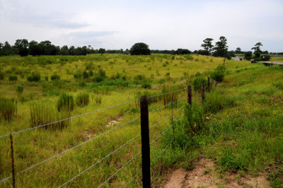 Roadside View