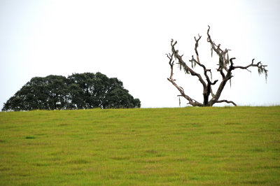 Roadside View