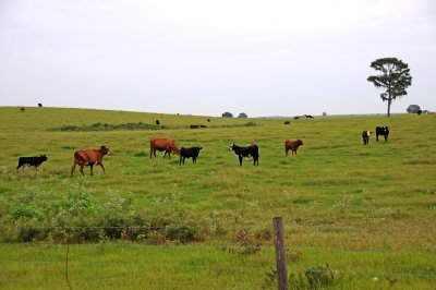 Cow Pasture