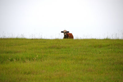 Cow Pasture