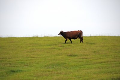 Cow Pasture