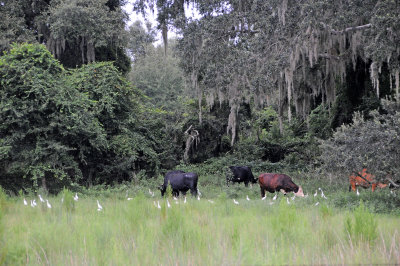 Cow Pasture