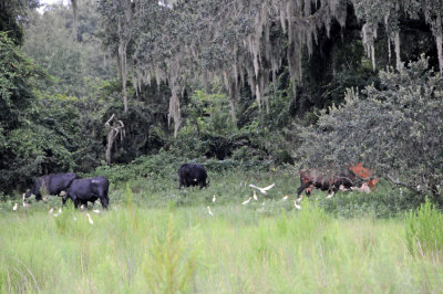 Cows & Cattle Egrets