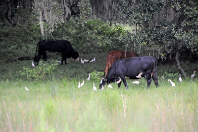 Cows & Cattle Egrets