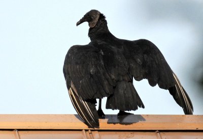 Black Vulture - Coragyps atratus