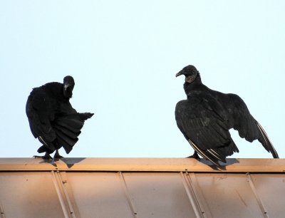 Black Vultures - Coragyps atratus