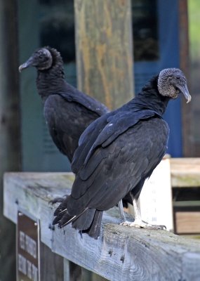 Black Vultures - Coragyps atratus